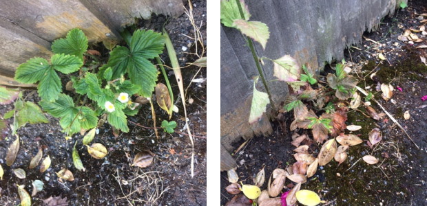 Strawberry plant before and after herbicide use