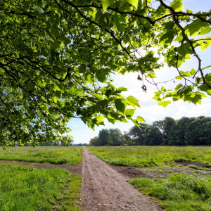 Stourbridge common