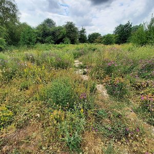 Have your say: Bramblefields local nature reserve