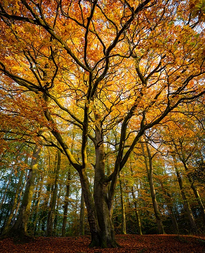 Joao Yordanov Serralheiro - Autumn Embrace