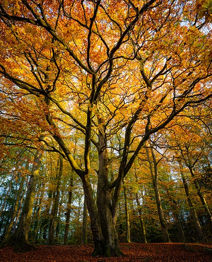 Joao Yordanov Serralheiro - Autumn Embrace