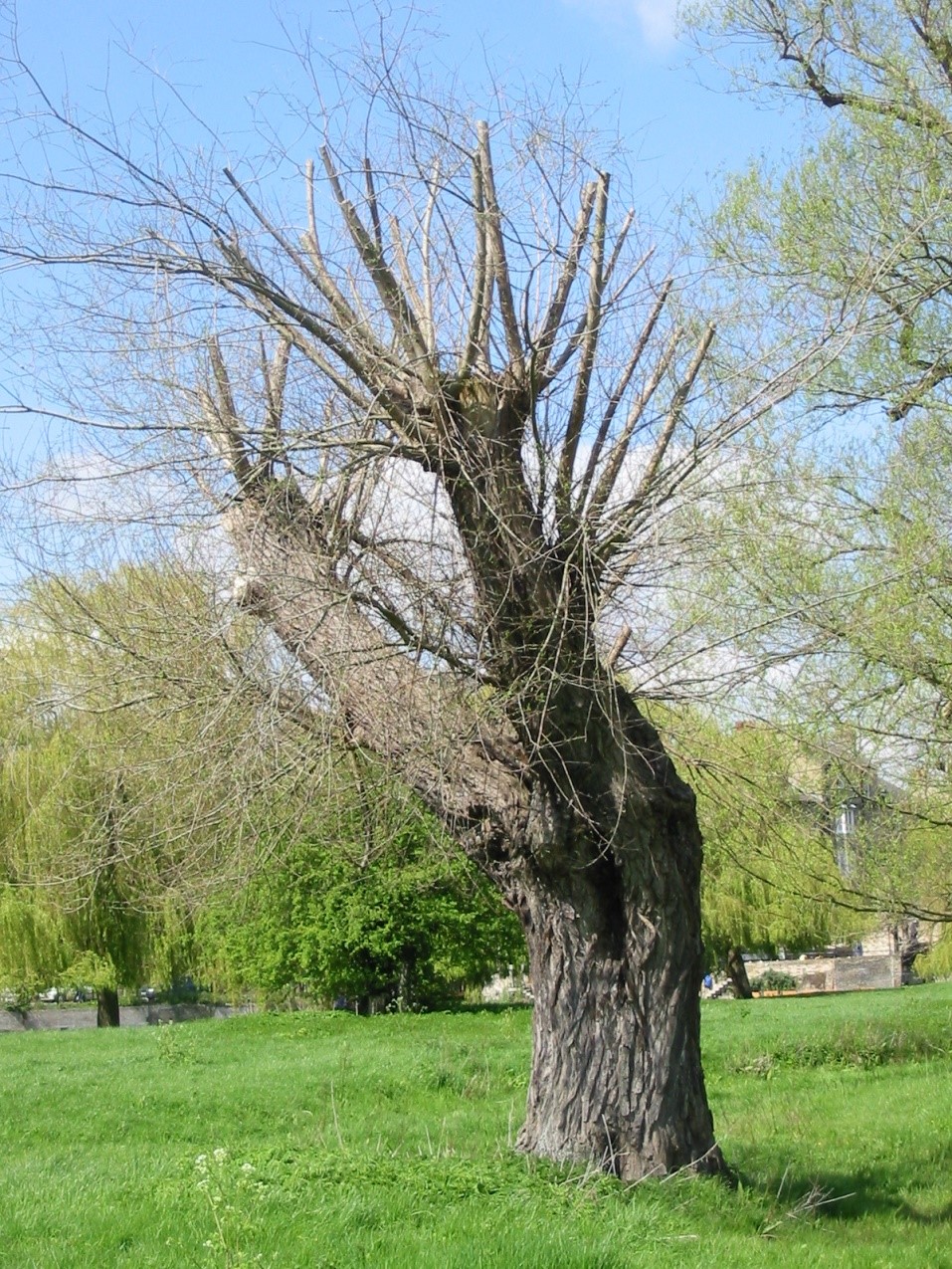 image of tree under staged restorative reduction