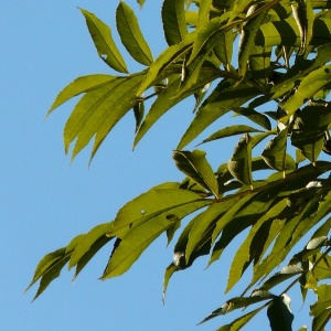 Help us map the city’s trees