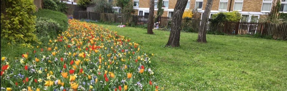 Tulips in a park