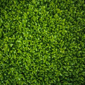 Hedge trimmings