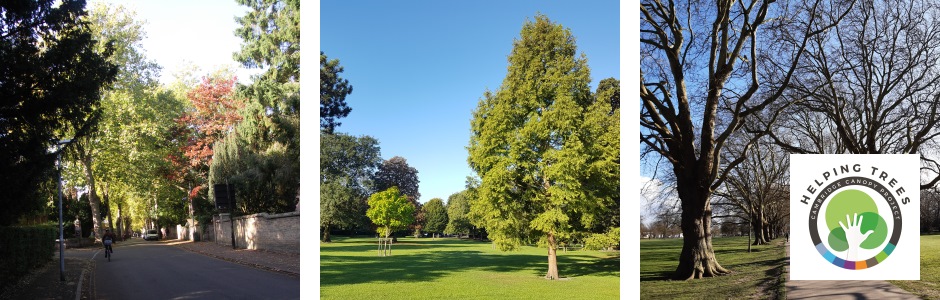 Image: Montage of trees in Cambridge, with the Cambridge Canopy Project logo