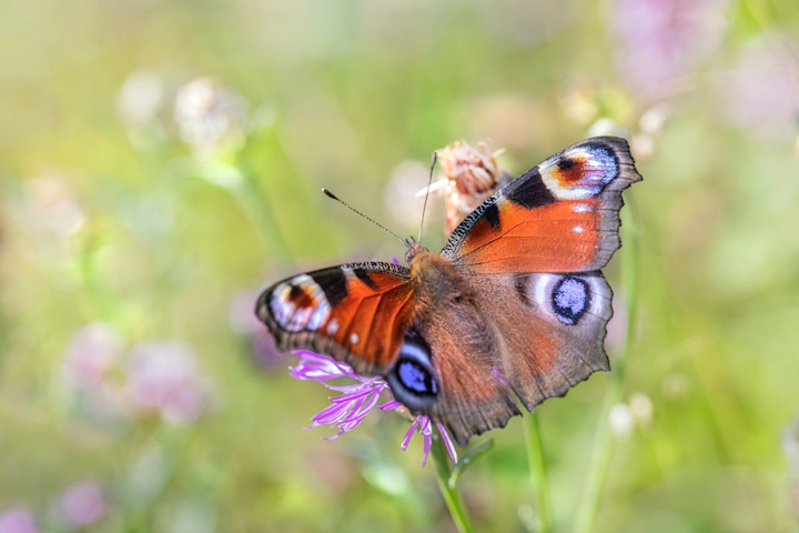 Peacock butterfly