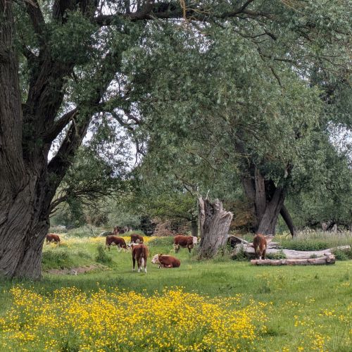 Cows grazing on Sheep's Green