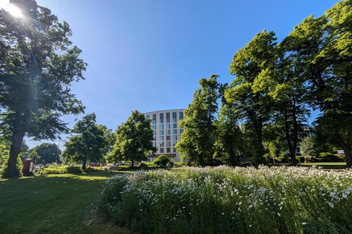 Open space with a long-grass meadow