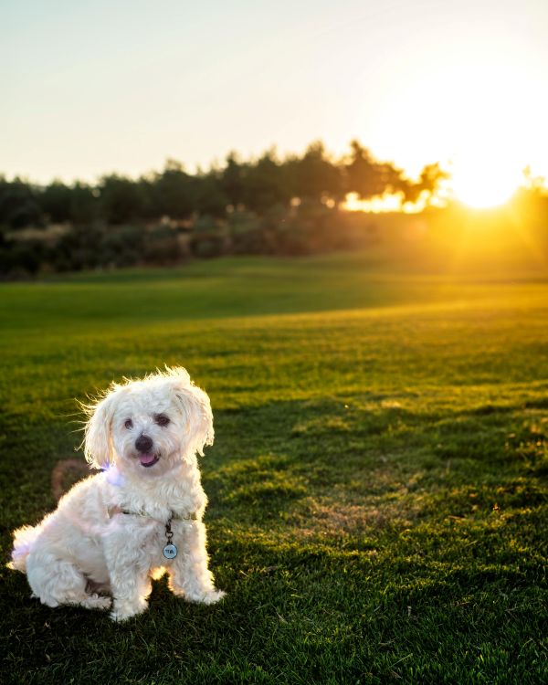 Dog on a meadow