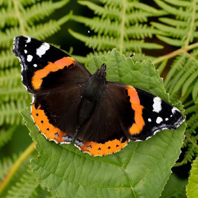 Red admiral butterfly