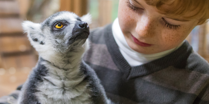 Lemur and child