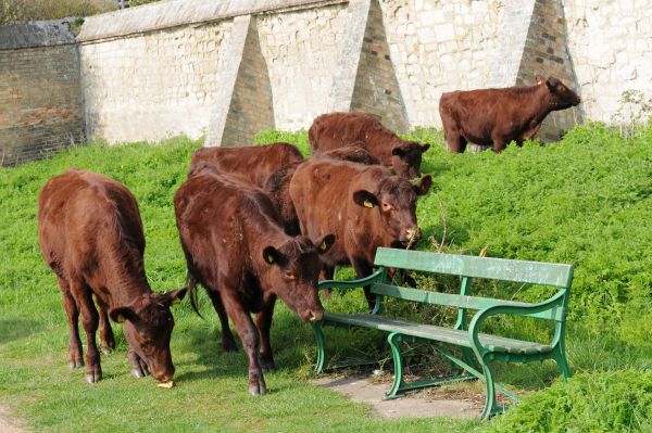 Cows near a bench in Cambridge