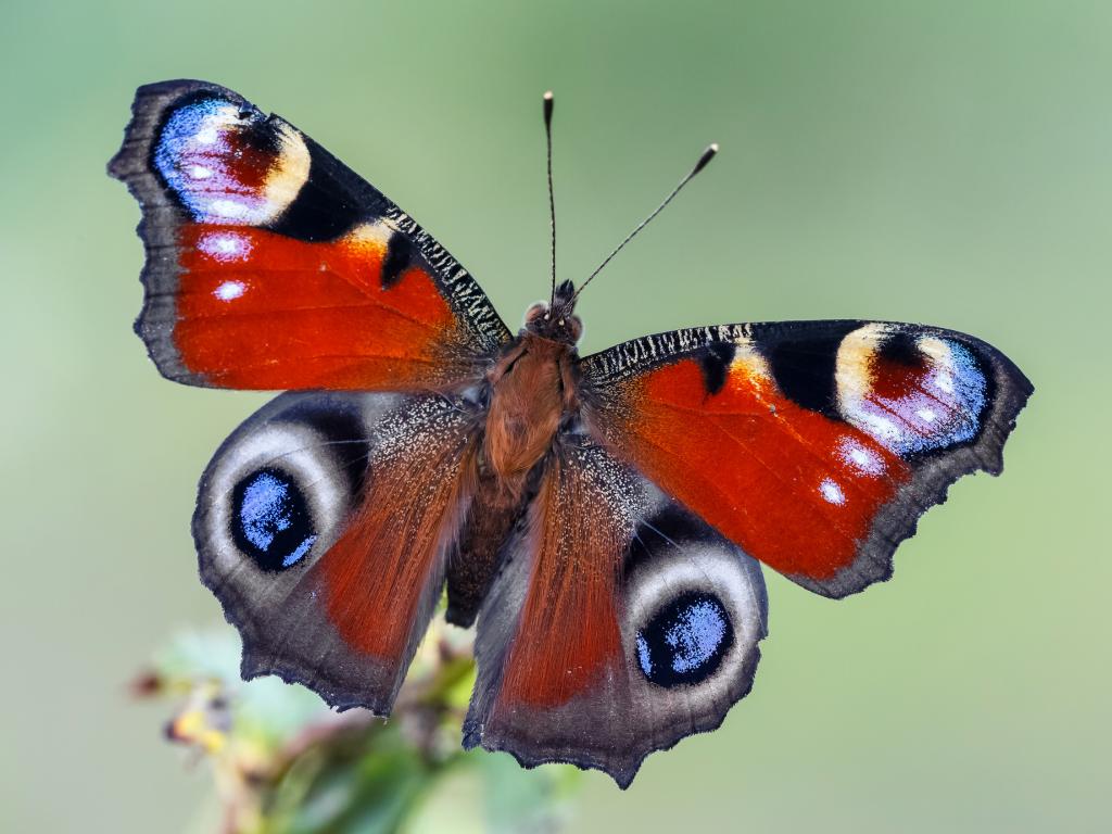 Peacock Adam Gor (1)